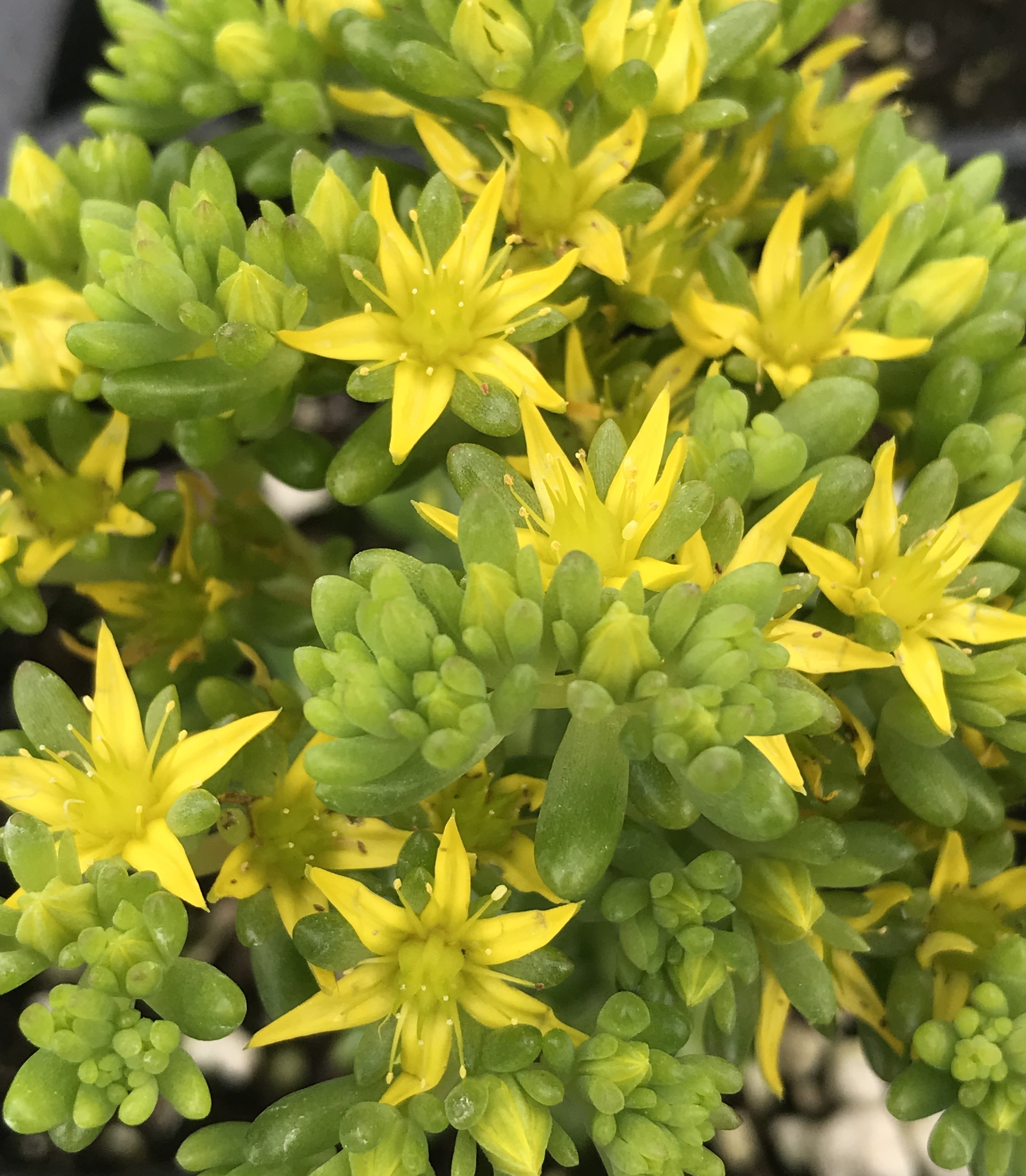 Седум (Sedum) selskianum Султан